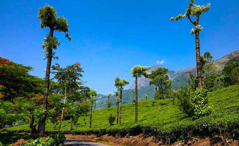 best resorts in munnar